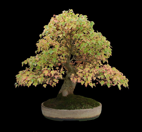 Acer Buergerianum (Trident Maple) Bonsai Tree Type (Outdoors)